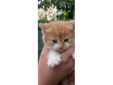 İç dış ilaçları yapılmıştır erkek tekir kediler