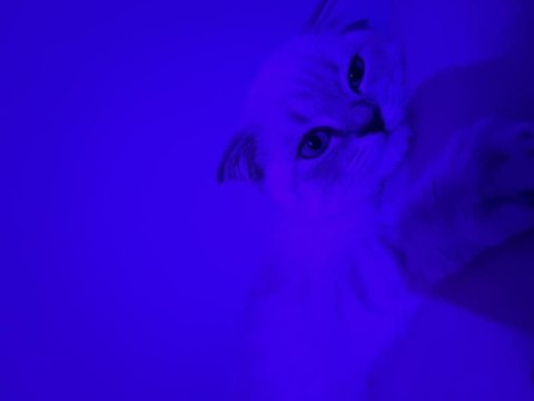 British shorthair gri maskeli