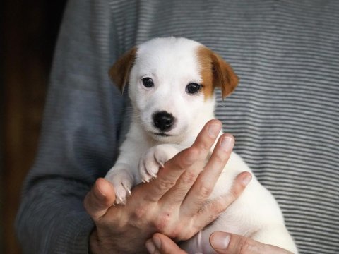 Fcı şecereli dereceli soydan gelen jack russell