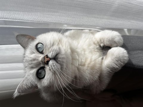 Çok özel british shorthair kızımız sahiplendirilecektir