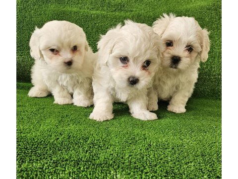 Maltese terrier minikler