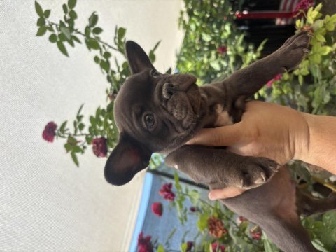 Trde tek chocolate (çikolata) renk french bulldog