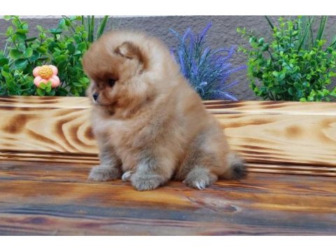 Mini boy pomeranian boo yavrularımız