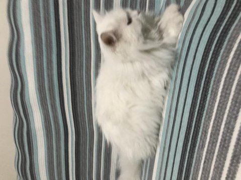 British longhair kedimiz