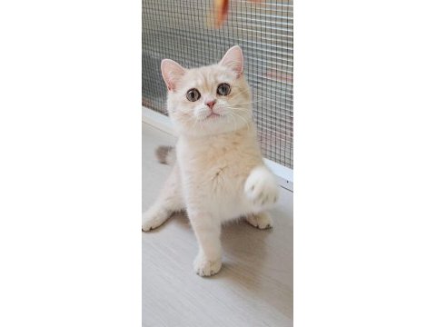British shorthair safkan kedimizi sahiplendiriyoruz