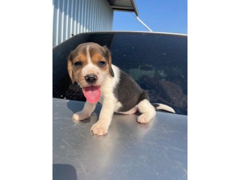 Irk ve sağlık garantili beagle yavrular