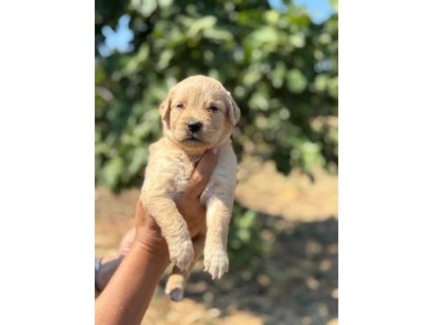 Golden retriever köpeği minnoşlar