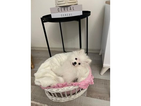 6 aylık pomeranian tüm malzemeleriyle birlikte