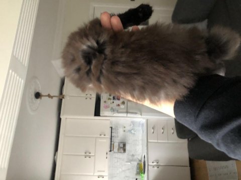 Chocolatte british longhair (nadir)