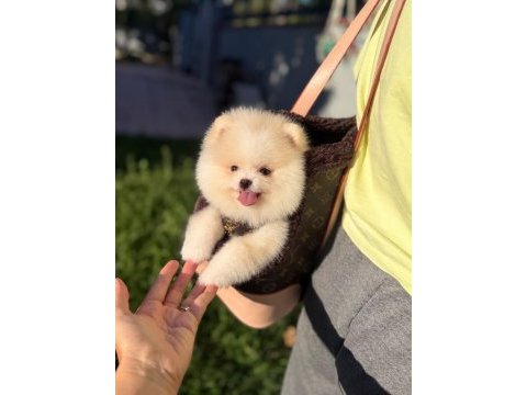 Orjinal pomeranian yavrumuz moi
