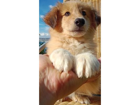 Sevimli border collie bebeğin işte burada