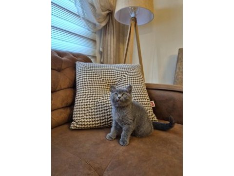 Oyuncu ayı surat british shorthair