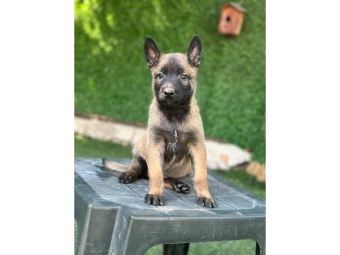 Saglam kan hattına sahip malinois yavrular 