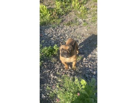 Fransız bulldog dişi