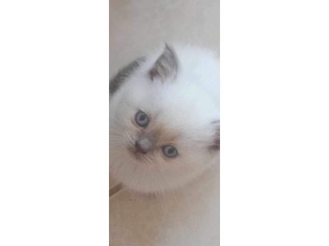 British short hair blue ve bluepoint yavrular