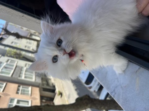 British longhair kedisi
