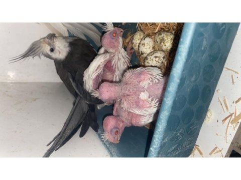 Üretimden yeme düşmek üzere albino/lutino sultan papağanı