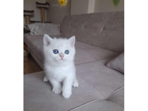 Dışı 2 aylık