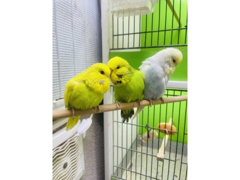 Show jumbo muhabbet kuşlar