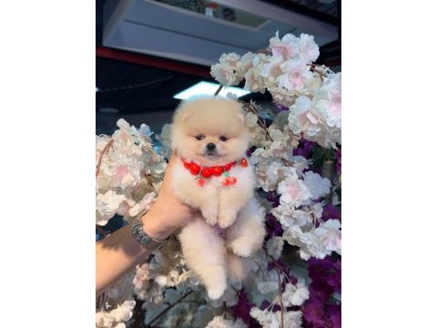 Ayı surat pomeranian bebekler
