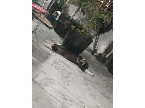 American akita erkek henüz 8 haftalık