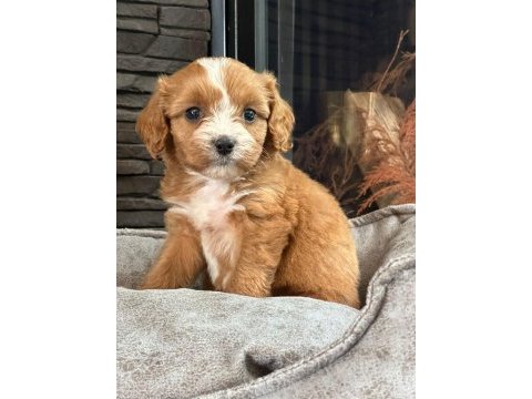 En özel cavapoo yavruları çiftlikten