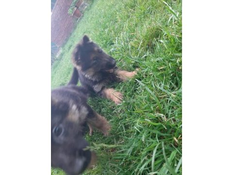 Şecereli aşılı dişi alman çoban köpeği yavruları