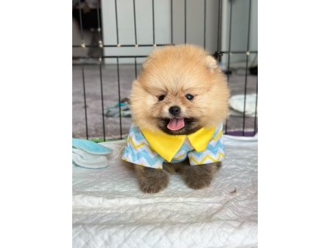 Rezerveye açık erkek pomeranian kardeşler