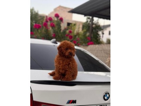 Orijinal kore toy poodle yavrusu kilo garantili