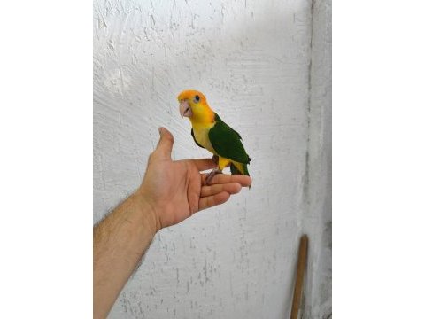 Biblo gibi bebek caique