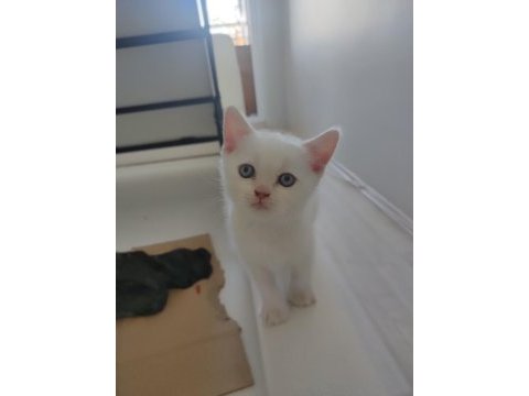 Bu erkek güzeli yavrularım uygun sahiplendirilecektir