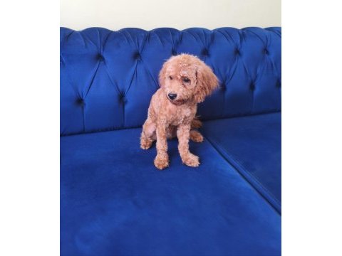 6 aylık toy poodle dişi