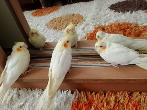 Sultan papağanı yavruları