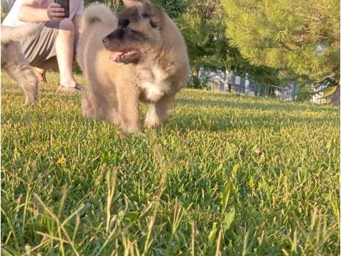 Amerikan akita yavru