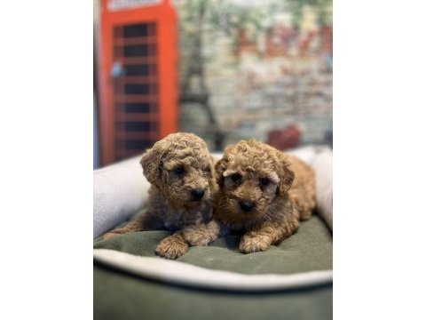 Birbirinden güzel maltipoo yavrularımız @petclubadana