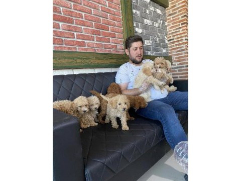 Efsane güzellikte maltipoo yavrular renk renk