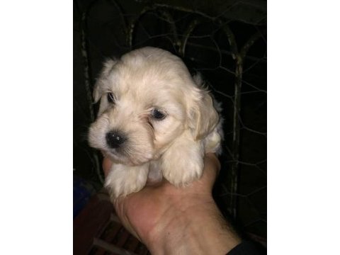 Maltese terier yavrular