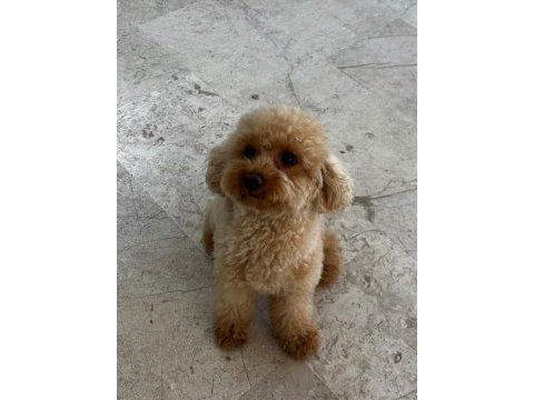 2 yaşında eğitimli toy poodle