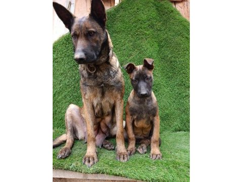 3 aylık dişi güzeli malinois manken şila