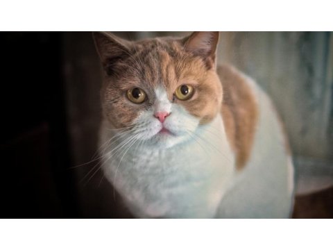 Bi-color british shorthair dişi kedime eş arıyorum