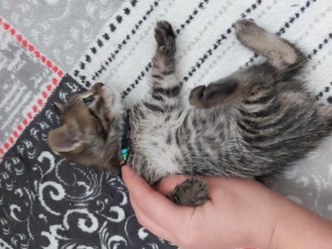 Ömrünün sonuna kadar bu kediye yuva olur musunuz?
