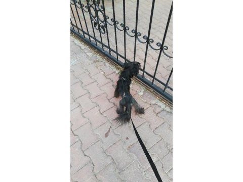 Tüysüz çin köpeği chinese crested erkek