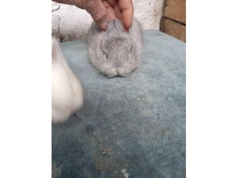 Cüce tavşan yavruları