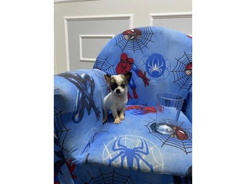 Chihuahua yavruları