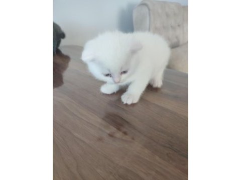 3 beyaz 1 gri (erkek) scottish fold