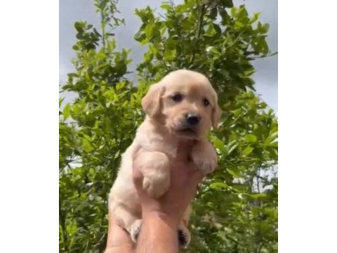 Golden retriever yavrular ırk sağlık garantili