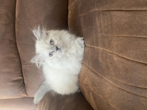 Chinchilla kediler yeni yuvamızı arıyoruz