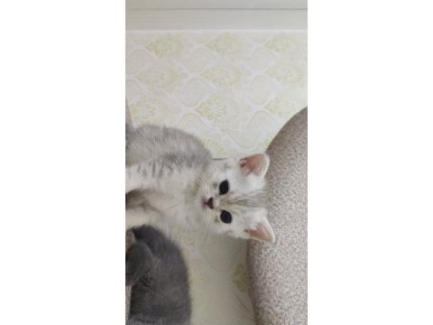 Scottish fold yavruları