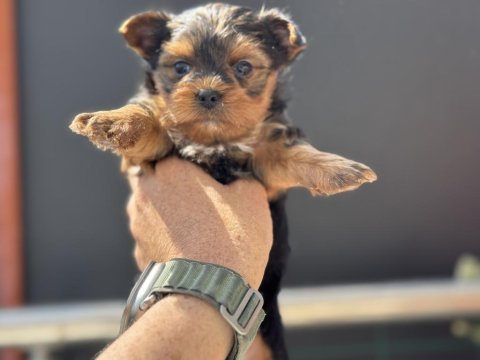 Petmode köpek çiftliğinden tea cup yorkshire