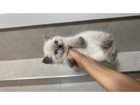 Erkek dişi british shorthair bebeklerim